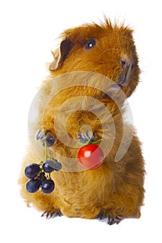 Guinea pig holding crops isolated