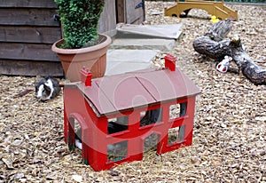 Guinea pig house