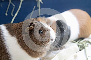 guinea pig inside a cage