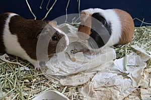 guinea pig inside a cage