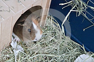 guinea pig inside a cage