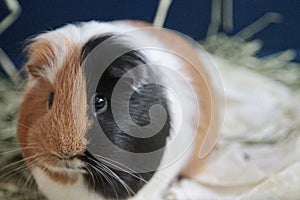 guinea pig inside a cage