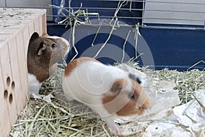 guinea pig inside a cage