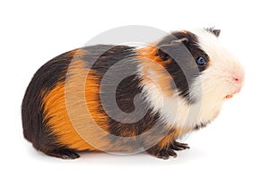 Guinea pig isolated