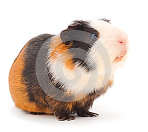 Guinea pig isolated