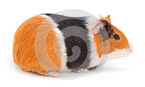 Guinea pig isolated