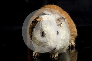 Guinea pig isolated on black background