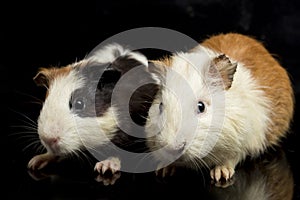 Guinea pig isolated on black background