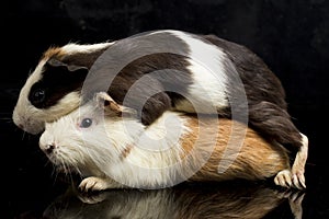 Guinea pig isolated on black background