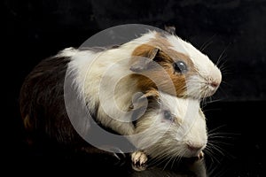 Guinea pig isolated on black background