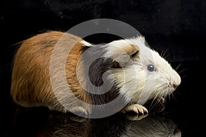 Guinea pig isolated on black background
