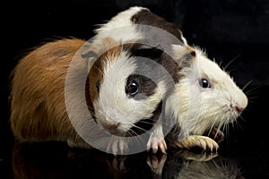 Guinea pig isolated on black background