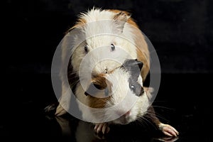 Guinea pig isolated on black background