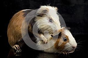 Guinea pig isolated on black background