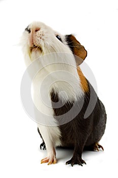 Guinea pig isolated on white