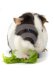 Guinea pig isolated on white