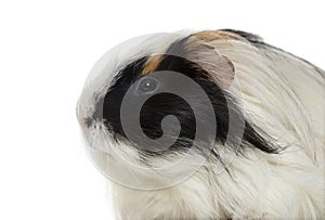 Guinea Pig isolated on white