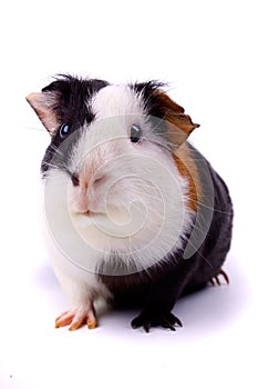 Guinea pig isolated on white