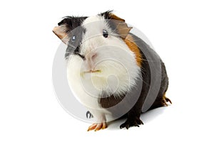 Guinea pig isolated on white