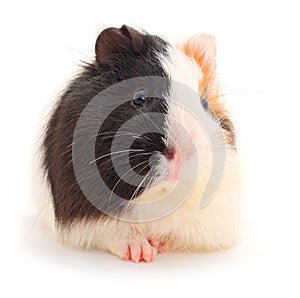 Guinea pig isolated