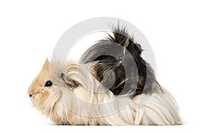 Guinea Pig isolated on white