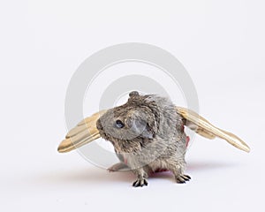 Guinea pig isolated on white with golden wings and cute paws