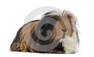 Guinea Pig isolated on white