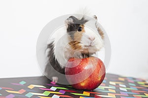 Guinea pig isolated on white