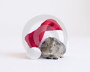 Guinea pig isolated on white with a red Santa hat and room for text