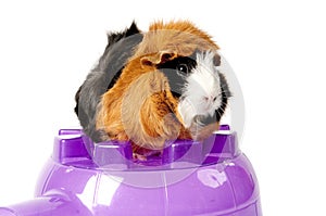 Guinea Pig isolated on white on top of purple house