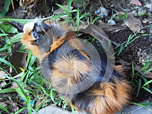 Guinea pig photo