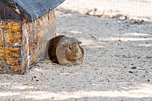 Guinea pig latin name Cavia aperea f. porcellus is resting near small house