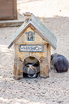 Guinea pig latin name Cavia aperea f. porcellus is resting near small house. Translation of the HASICI title is FIREFIGHTERS