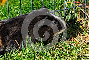 Guinea pig on the lawn in the garden