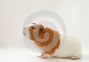 Guinea-pig on the light background