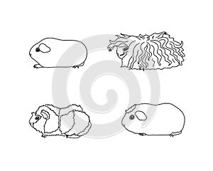 Guinea pig in line style