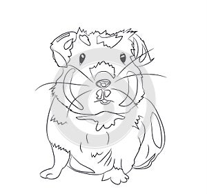 Guinea pig, lines, vector