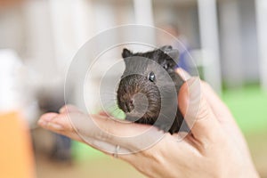 Guinea pig little black in his hands