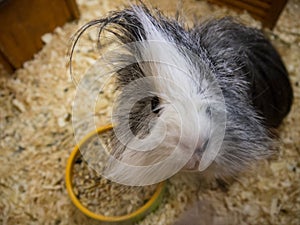 Guinea pig with long hair glancing down at camera