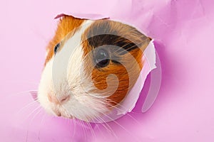 Guinea pig looks through a hole