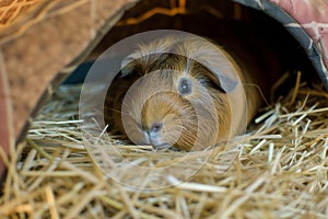 guinea pig lying down inside a cozy hutch, looking lethargic