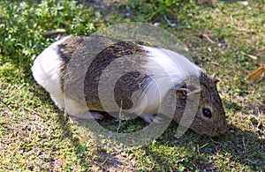 Guinea pig mammal rodent wool zoo