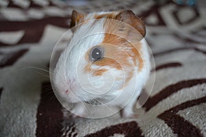 Guinea pig