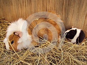 Guinea pig mom photo