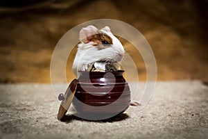 Guinea Pig money photo