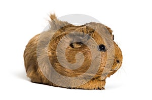 Guinea Pig, 6 months old, in front of white background