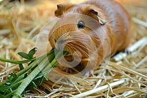 guinea pig munching on a fresh green treat