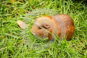 Guinea pig on natural background