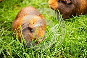 Guinea pig on natural background