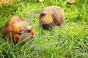 Guinea pig on natural background